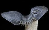 Amazing Flying Paralejurus Trilobite - #46276-1